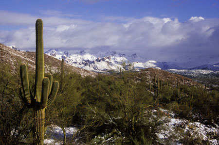A lone saguaro cactus after a rare desert snow storm